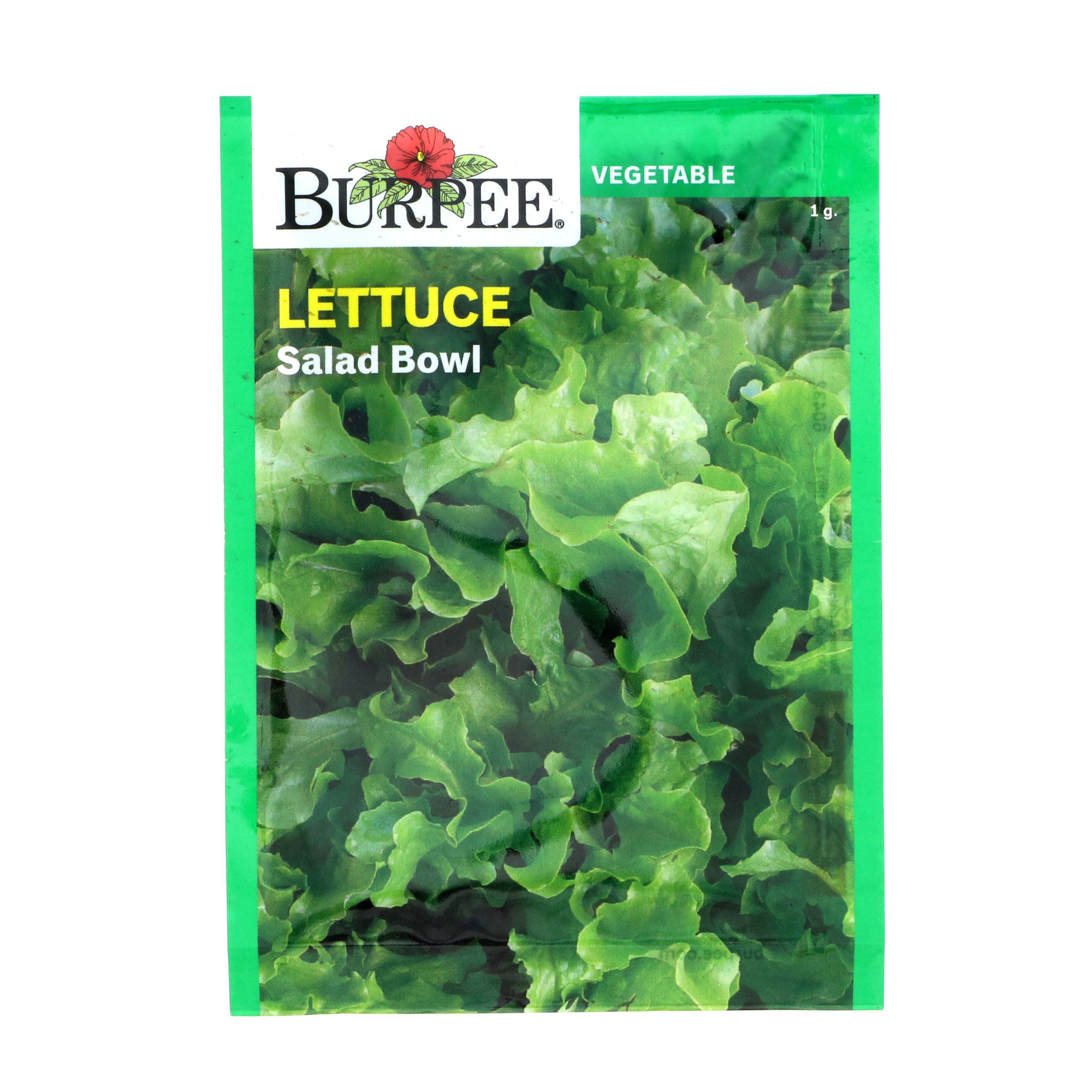 Burpee Salad Bowl Lettuce Seeds Shop Seeds at HEB