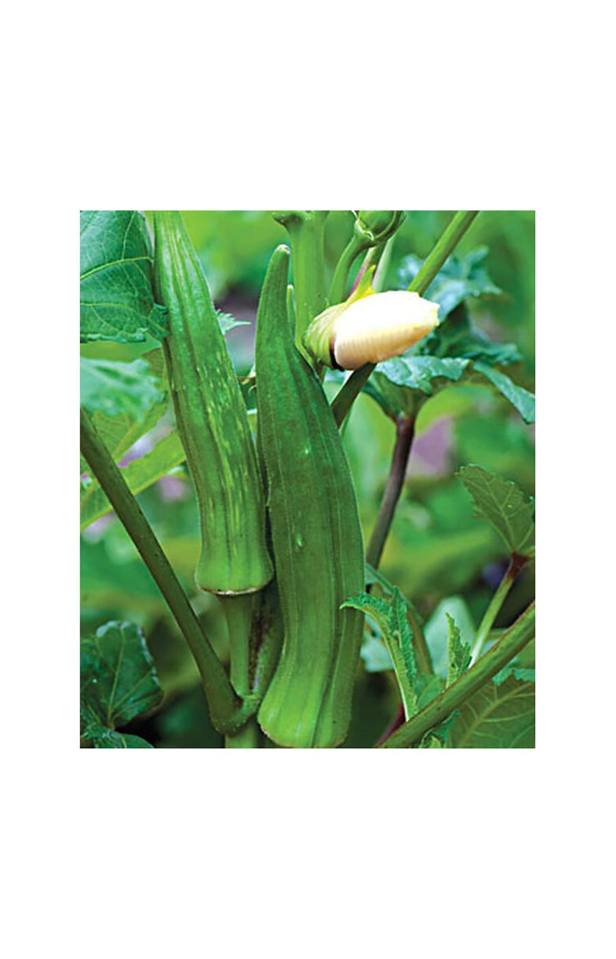 Burpee Clemson Spineless Okra Seeds Shop Seeds at HEB
