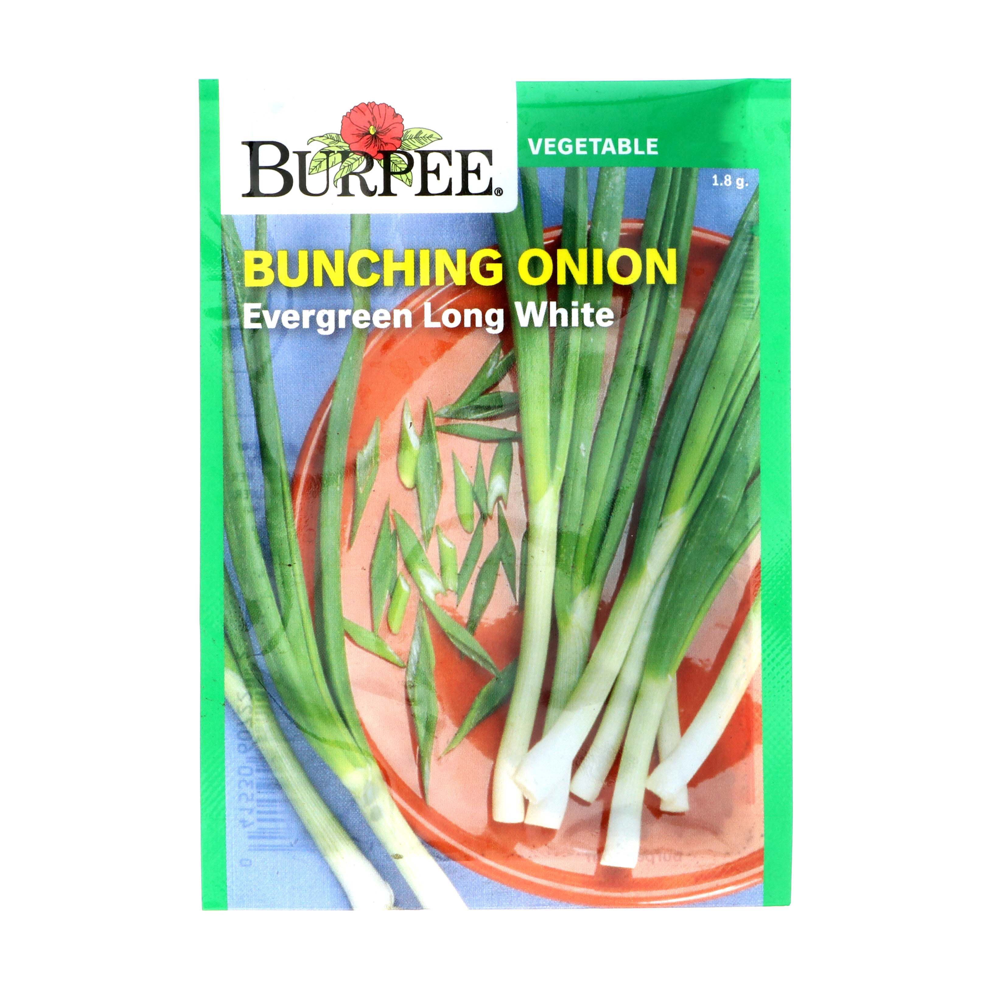 Burpee Bunching Onion Evergreen Long White Seeds Shop Patio & Outdoor at HEB