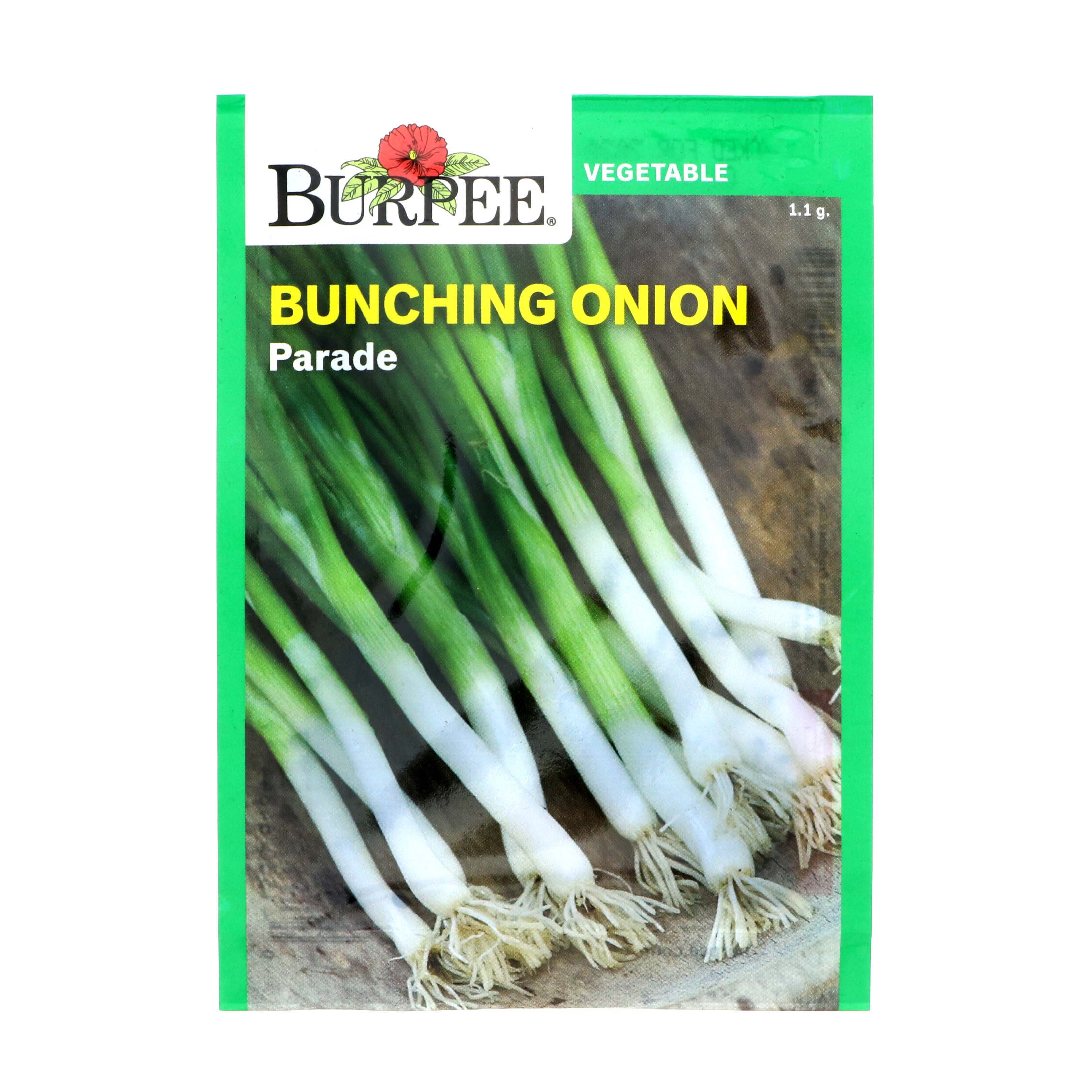 Burpee Bunching Onion Parade Seeds - Shop Seeds at H-E-B