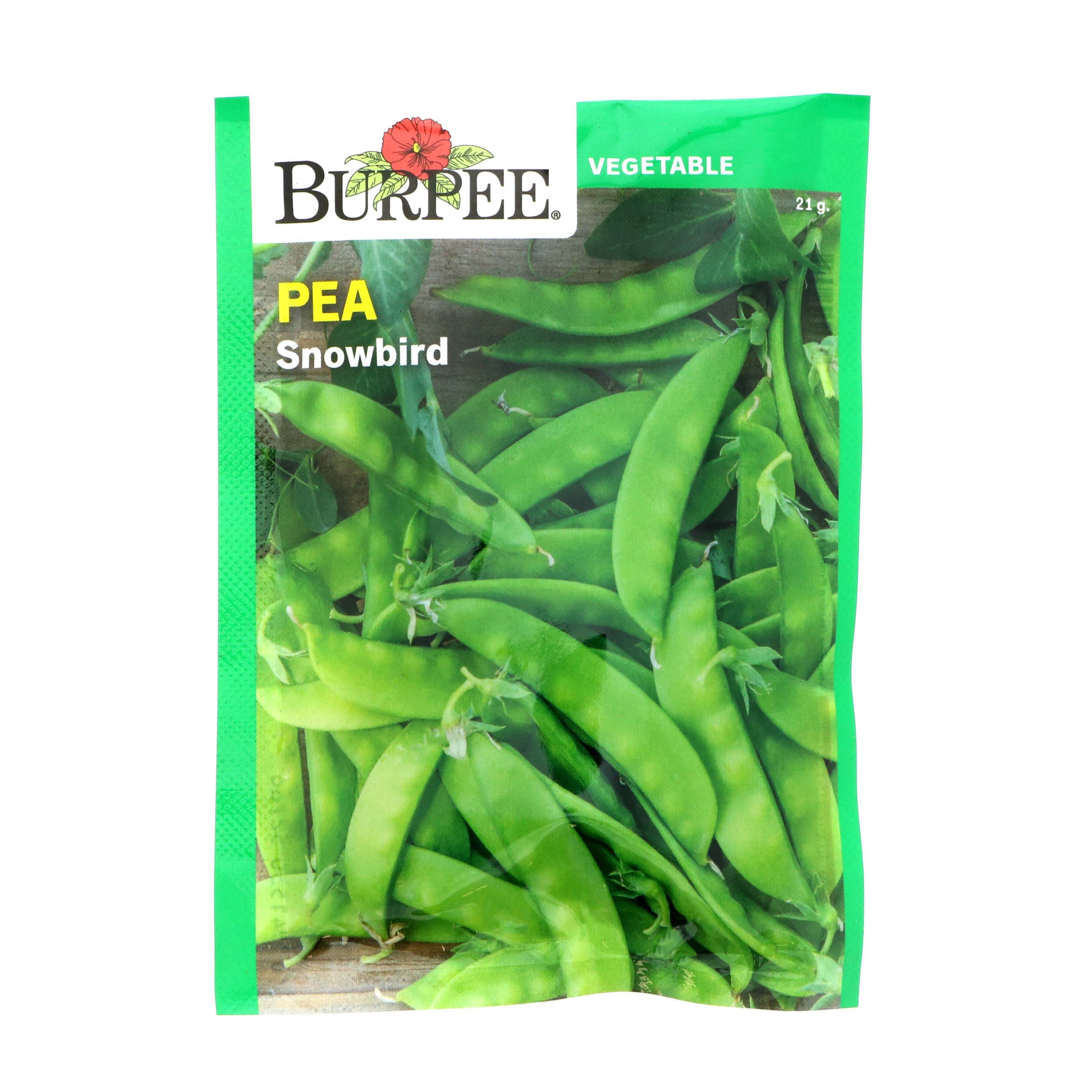 Burpee Snowbird Pea Seeds Shop Seeds at HEB