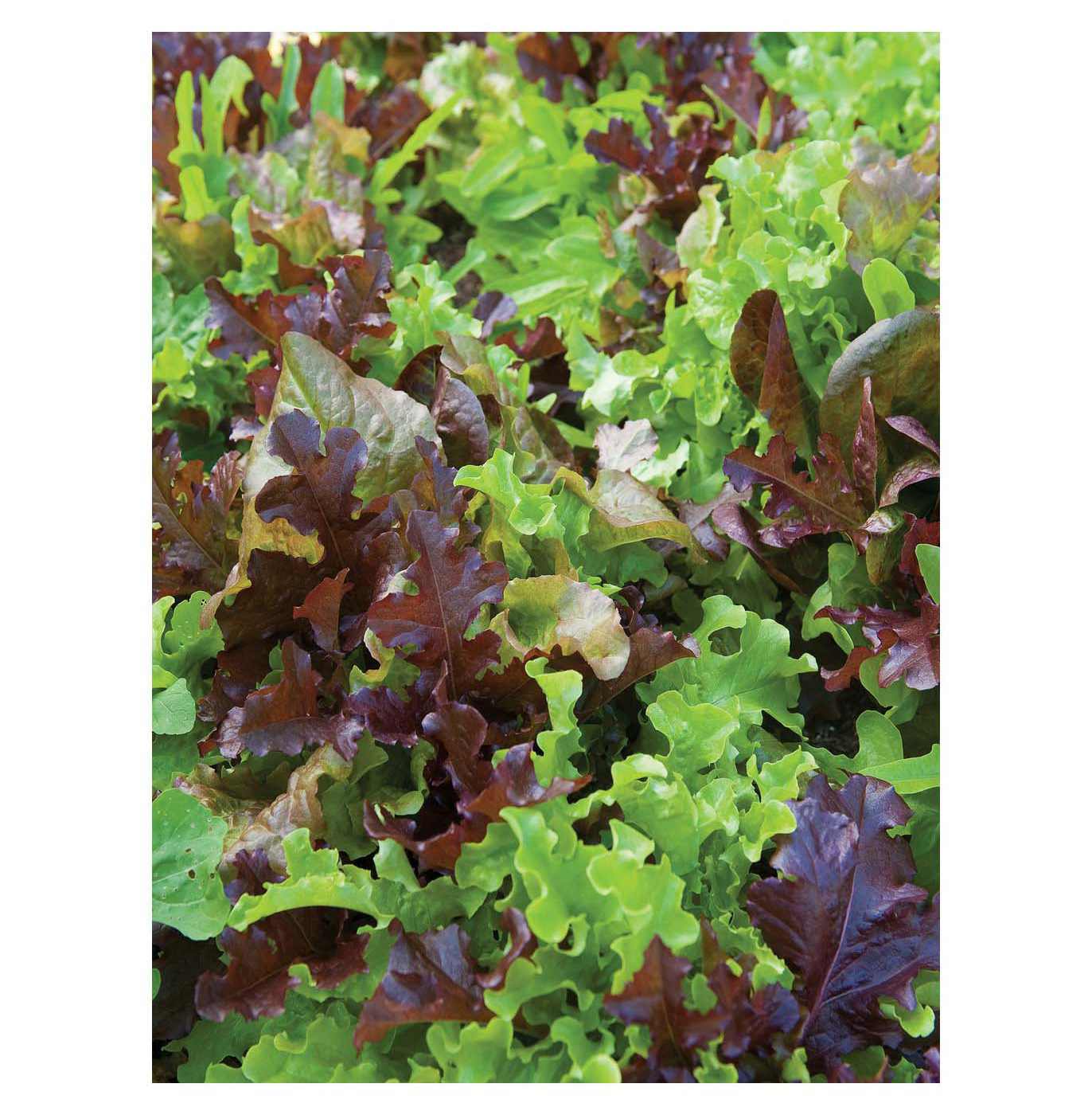 Burpee Organic Gourmet Blend Lettuce Vegetable Seeds; image 2 of 2