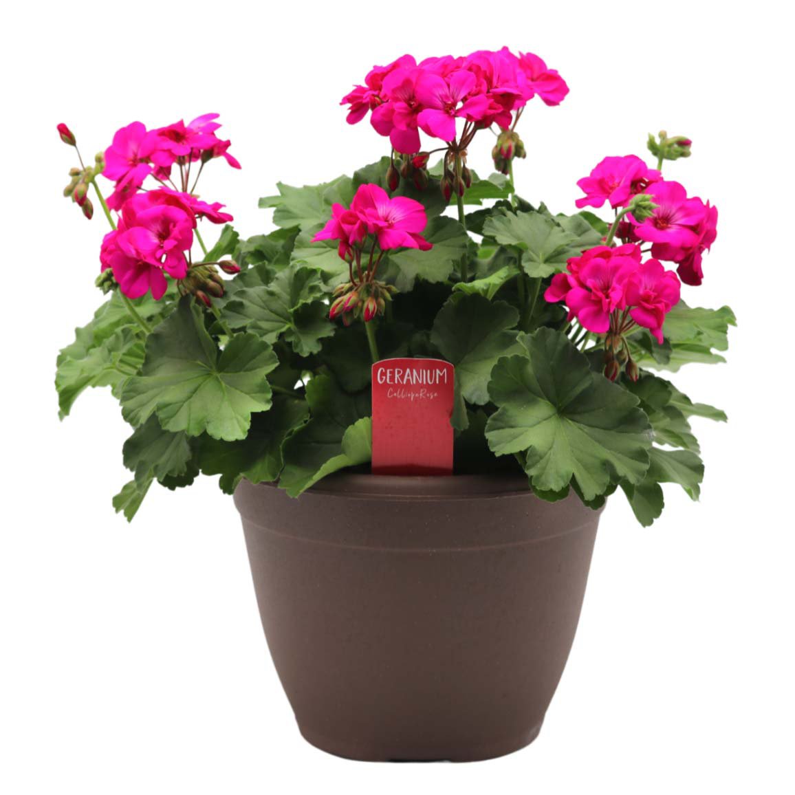 Spring Creek Growers Geranium Calliope Hot Rose Combo - Shop Potted ...