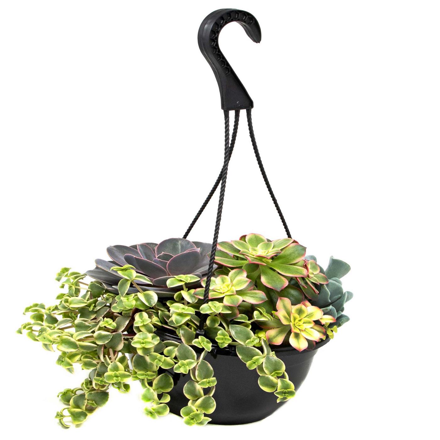Theut's Flower Barn Succulent Combo Hanging Basket; image 1 of 5