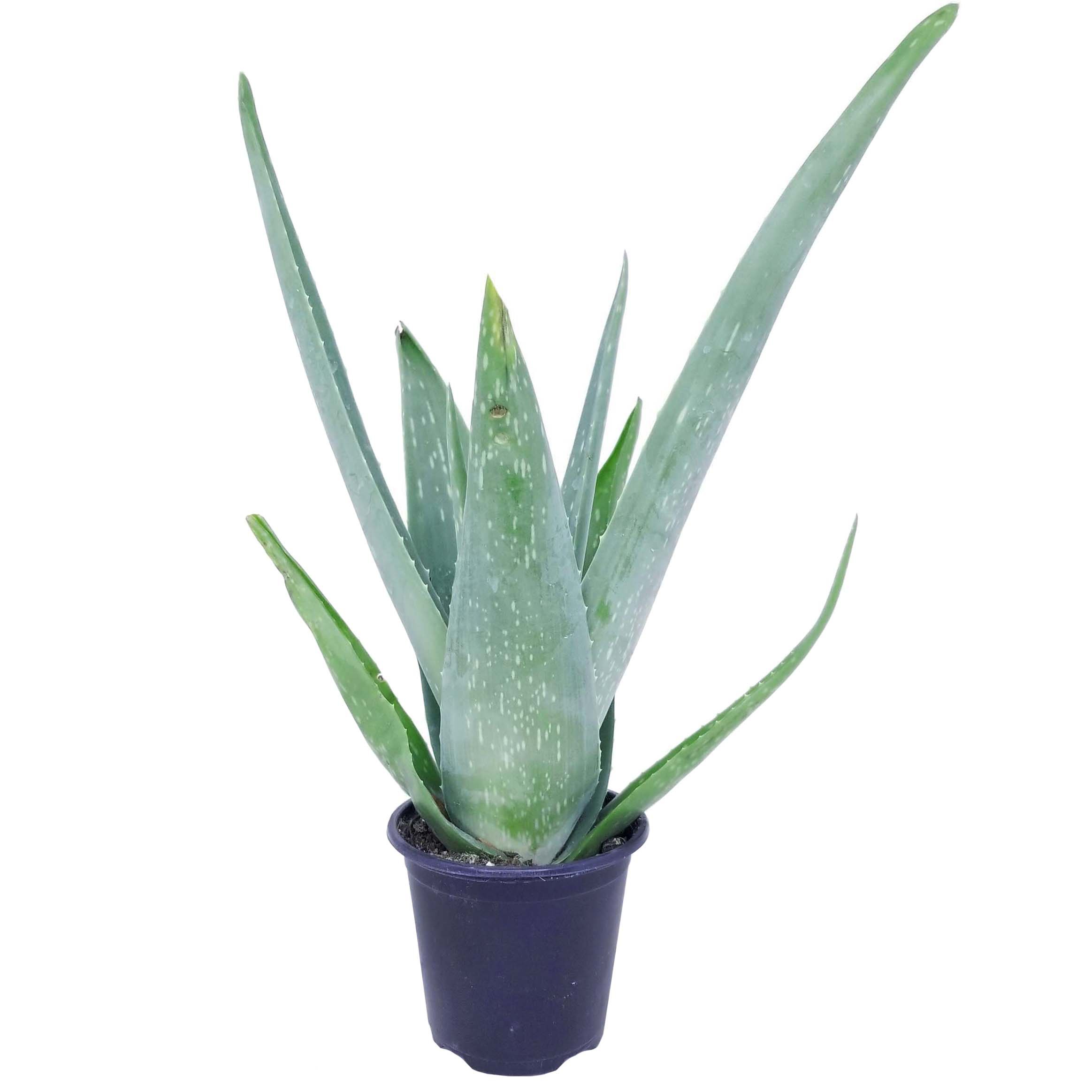 Theuts Flower Barn Aloe Vera Plant In Pot Shop Potted Plants At H E B 7003