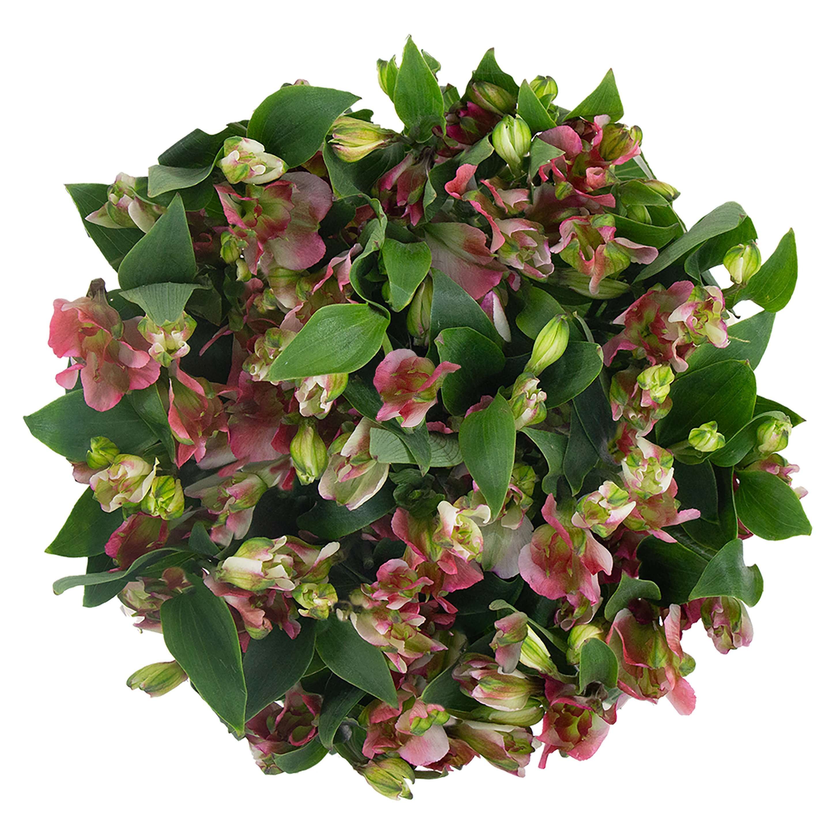 BLOOMS by H-E-B Charmelia Flower Bouquet - Shop Flowers & Arrangements