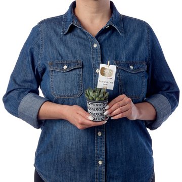 Max & Miles Mini Succulent, 2.5''