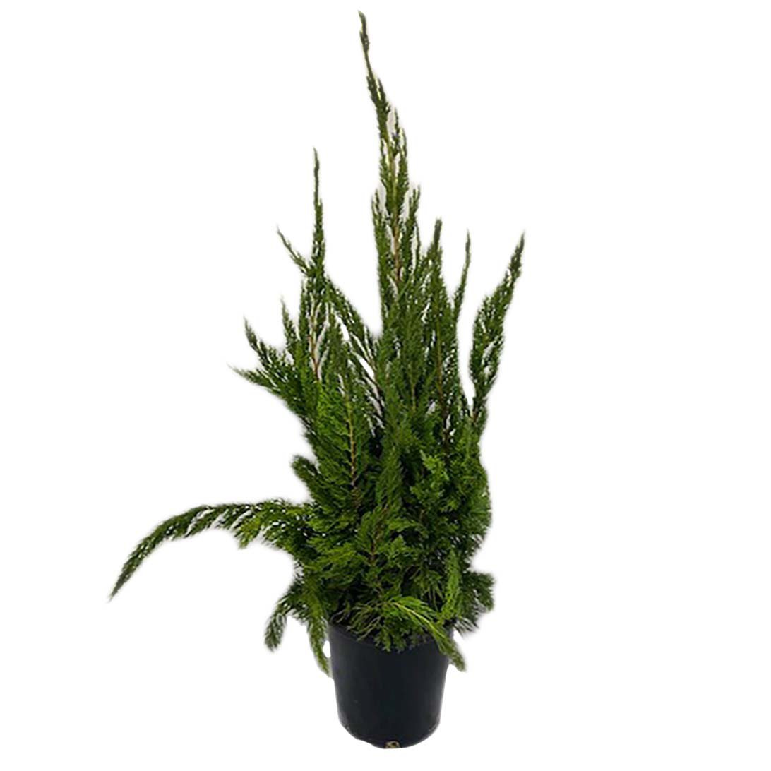 Green Leaf Nursery Hollywood Holiday Juniper Shop Potted plants at HEB
