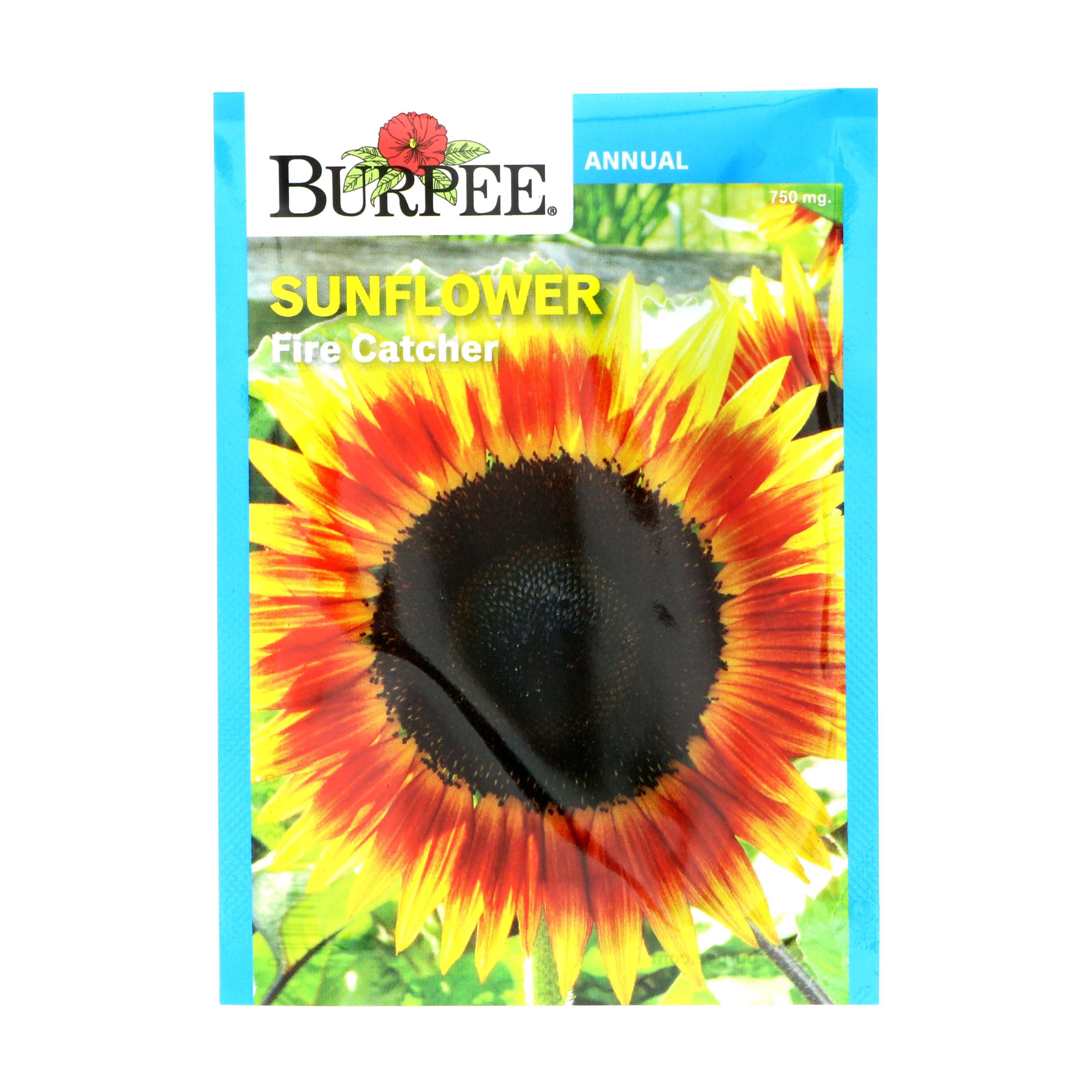 Burpee Fire Catcher Sunflower Seeds Shop Patio & Outdoor at HEB