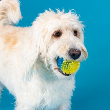 Woof & Whiskers Rubber Spikey Ball Dog Toy