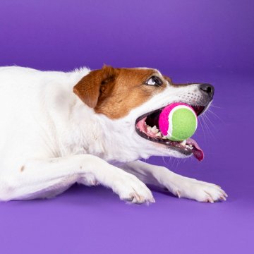 Woof & Whiskers Tennis Balls Dog Toy, 2 pk