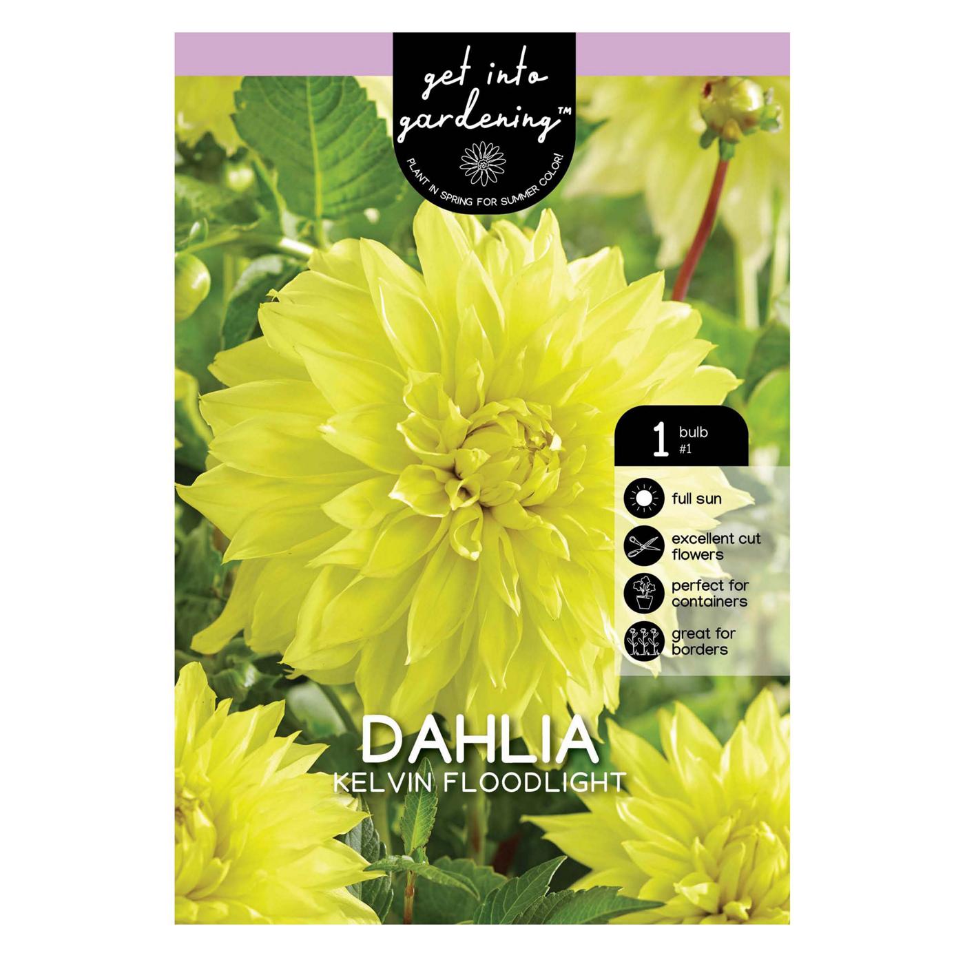 Dahlia Kelvin Floodlight; image 1 of 2