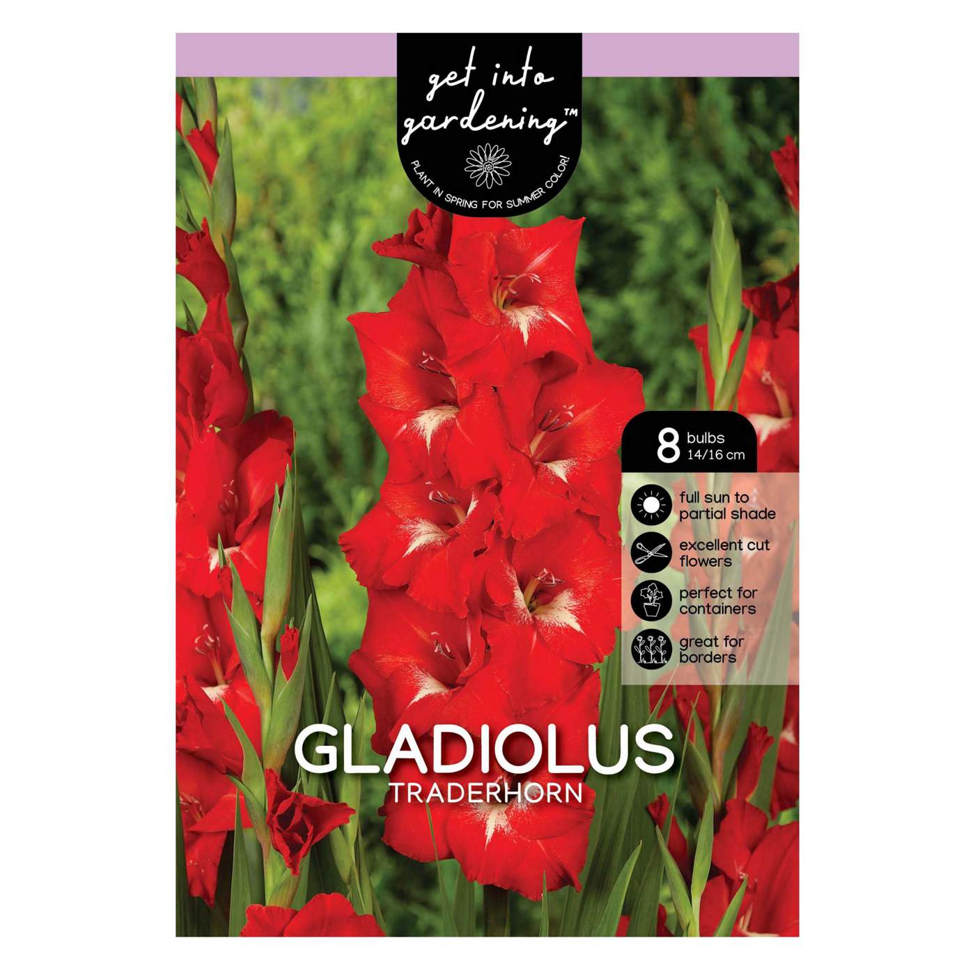 Gladiolus Traderhorn; image 1 of 2