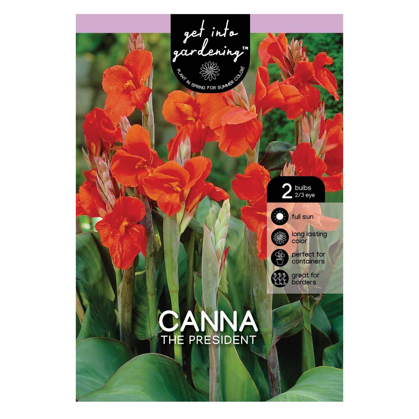 Canna The President; image 1 of 2