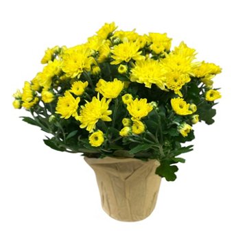 BLOOMS by H-E-B Potted Mum, 4"