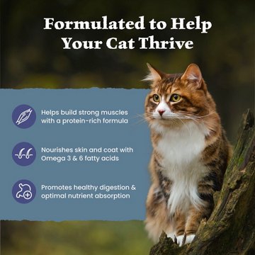 Blue Buffalo Wilderness GF Dry Cat Food - Chicken
