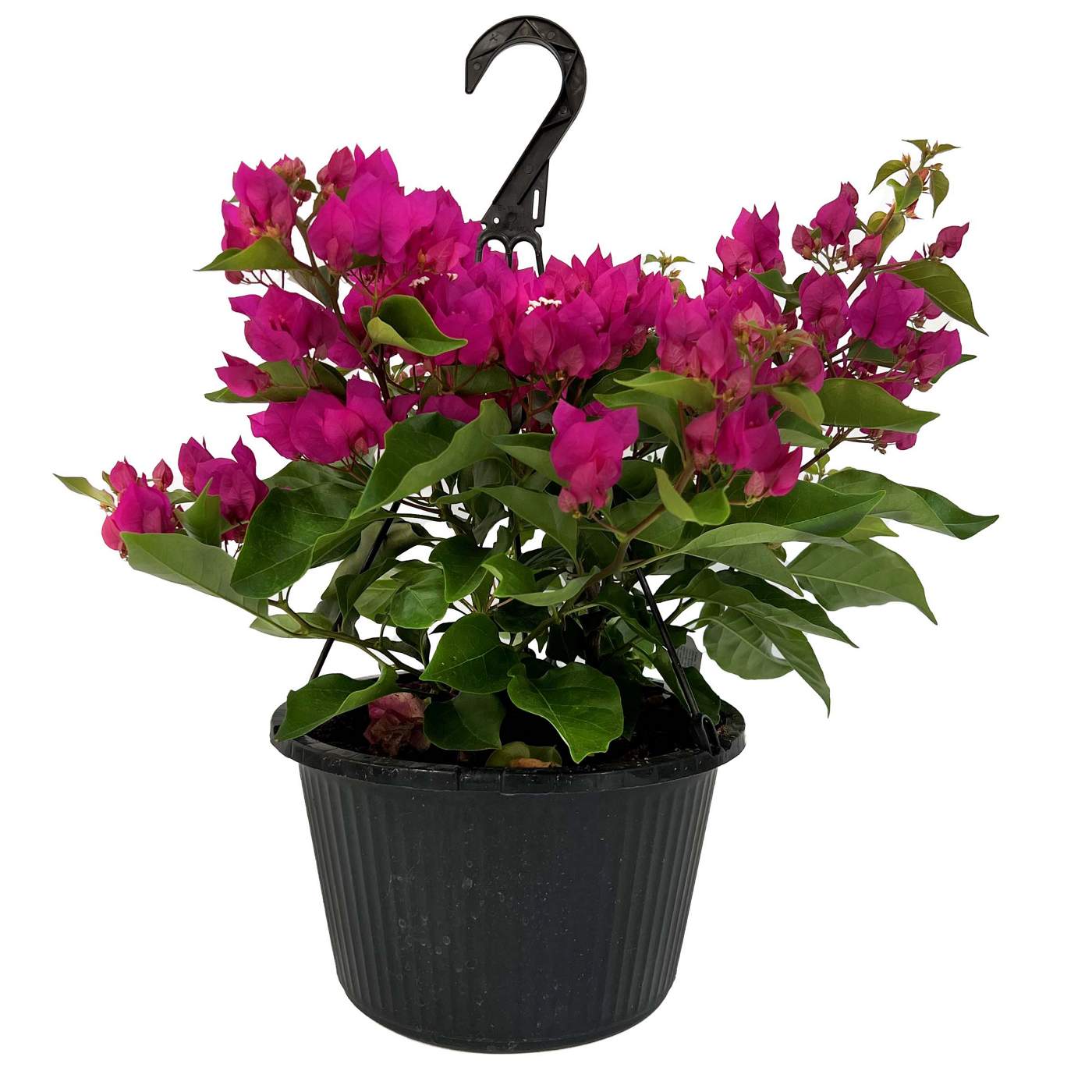 H-E-B Texas Roots Bougainvillea Hanging Basket; image 1 of 3