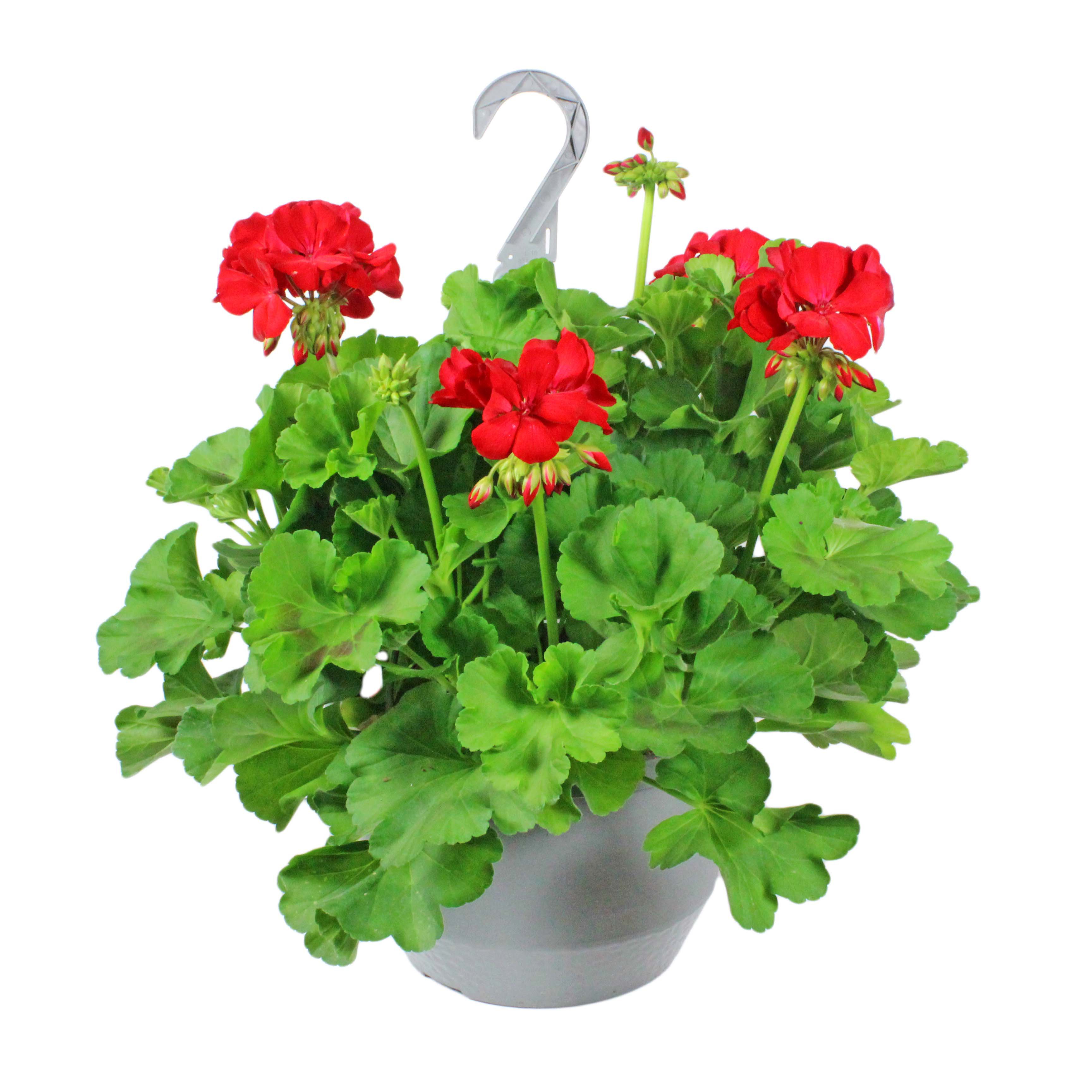 H-E-B Texas Roots Geranium Hanging Basket - Shop Potted Plants At H-E-B