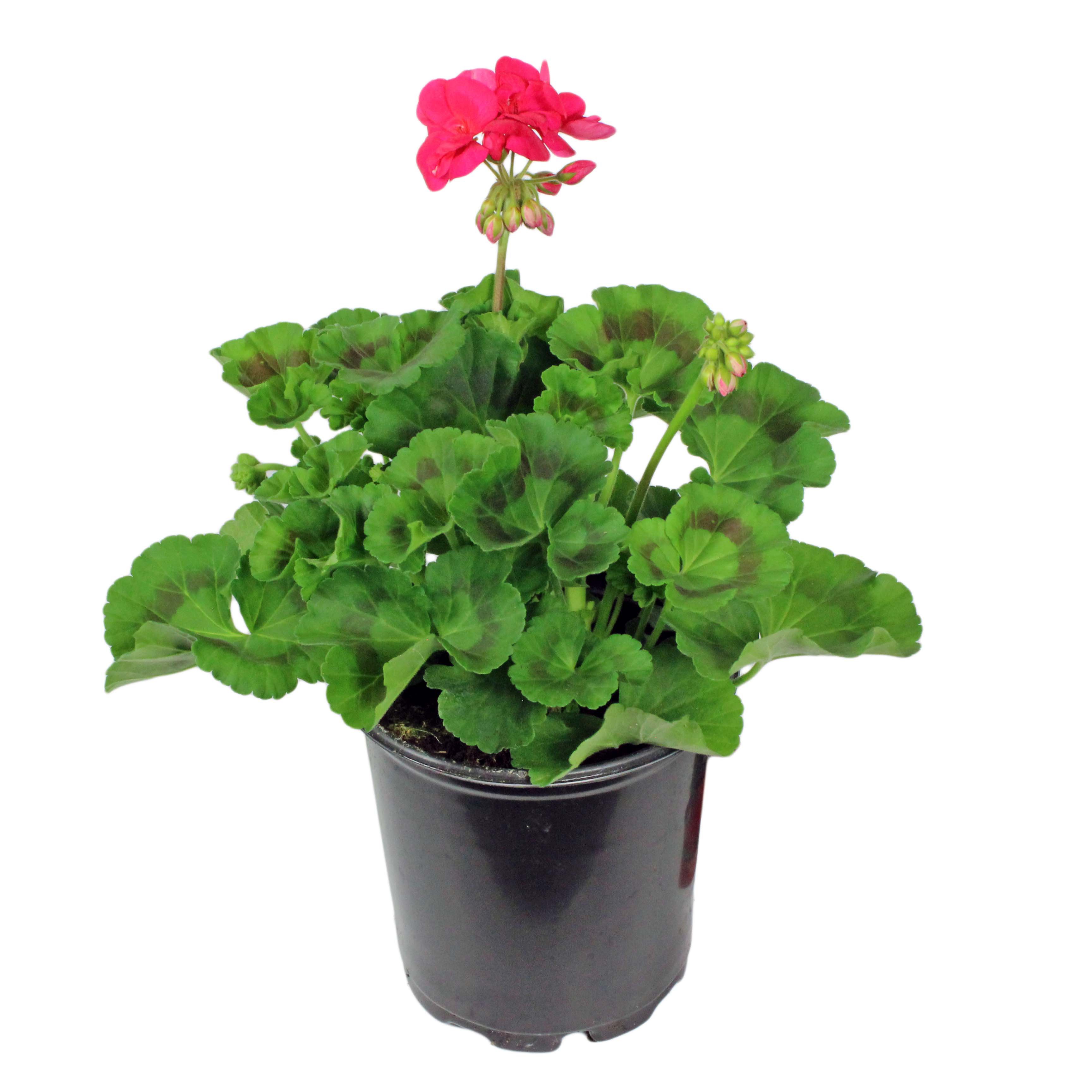 Texas Backyard Geranium Shop Potted Plants at HEB