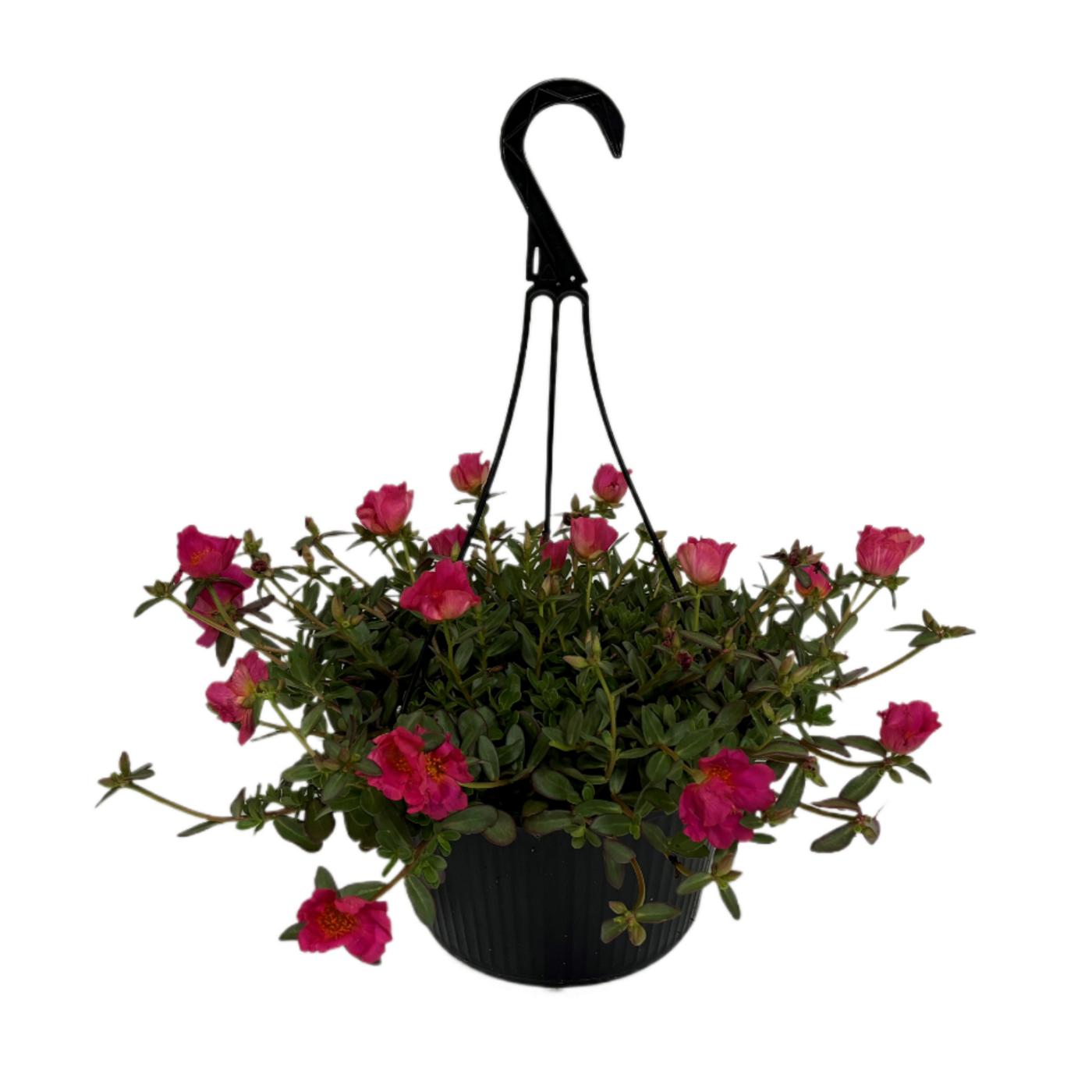 HEB Texas Backyard Purslane Hanging Basket Assorted Shop Potted