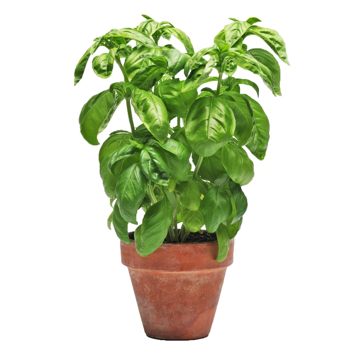 HEB Organic Herbs Shop Potted Plants at HEB