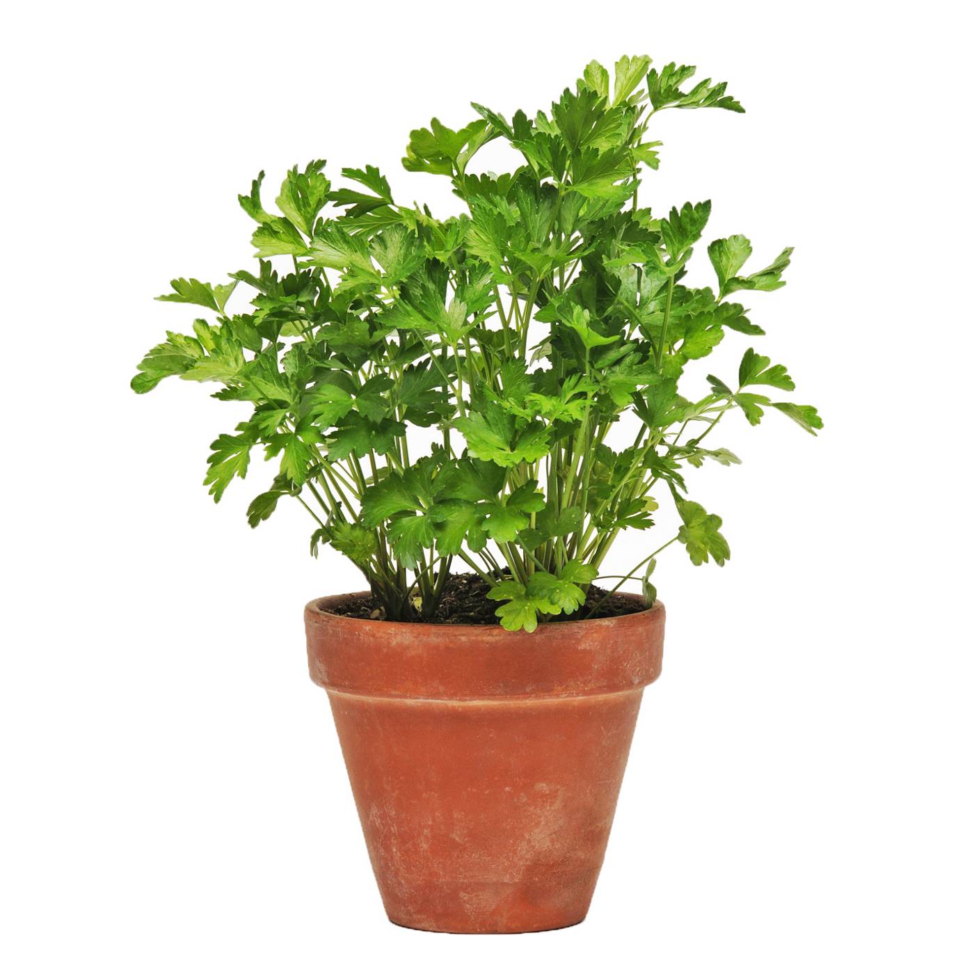 H-E-B Texas Backyard Organic Herb Potted Plant, Assorted; image 2 of 2