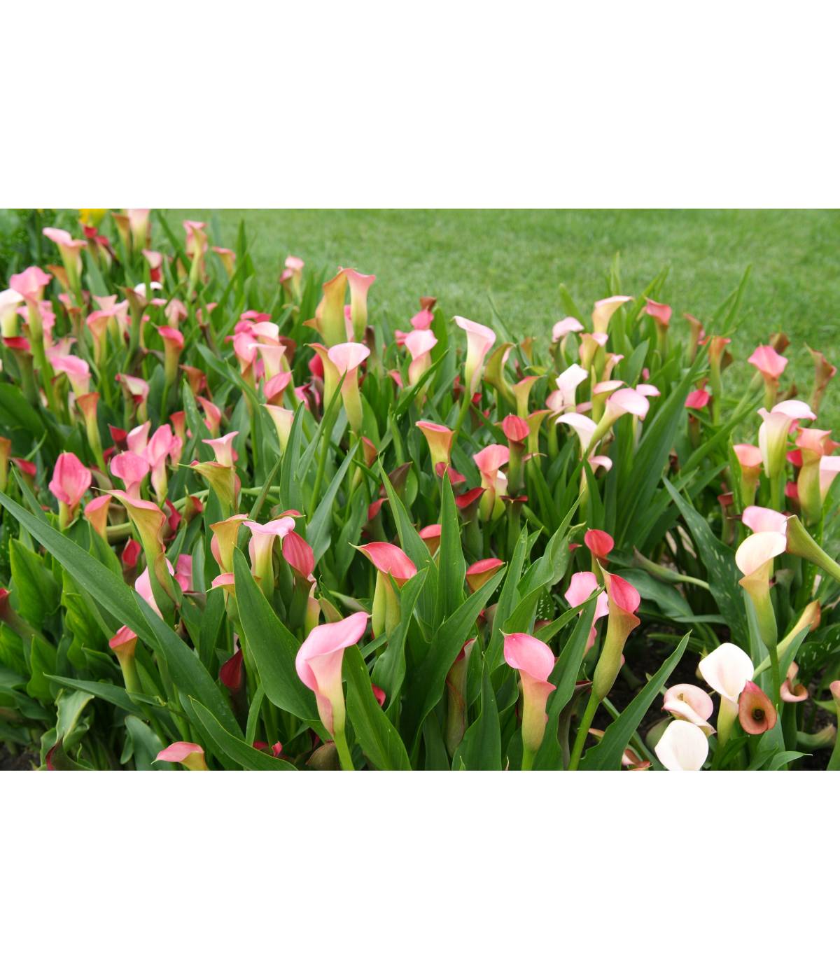 Roseロイヤルコナ Certified Roses Canna - Shop Potted plants at H-E-B