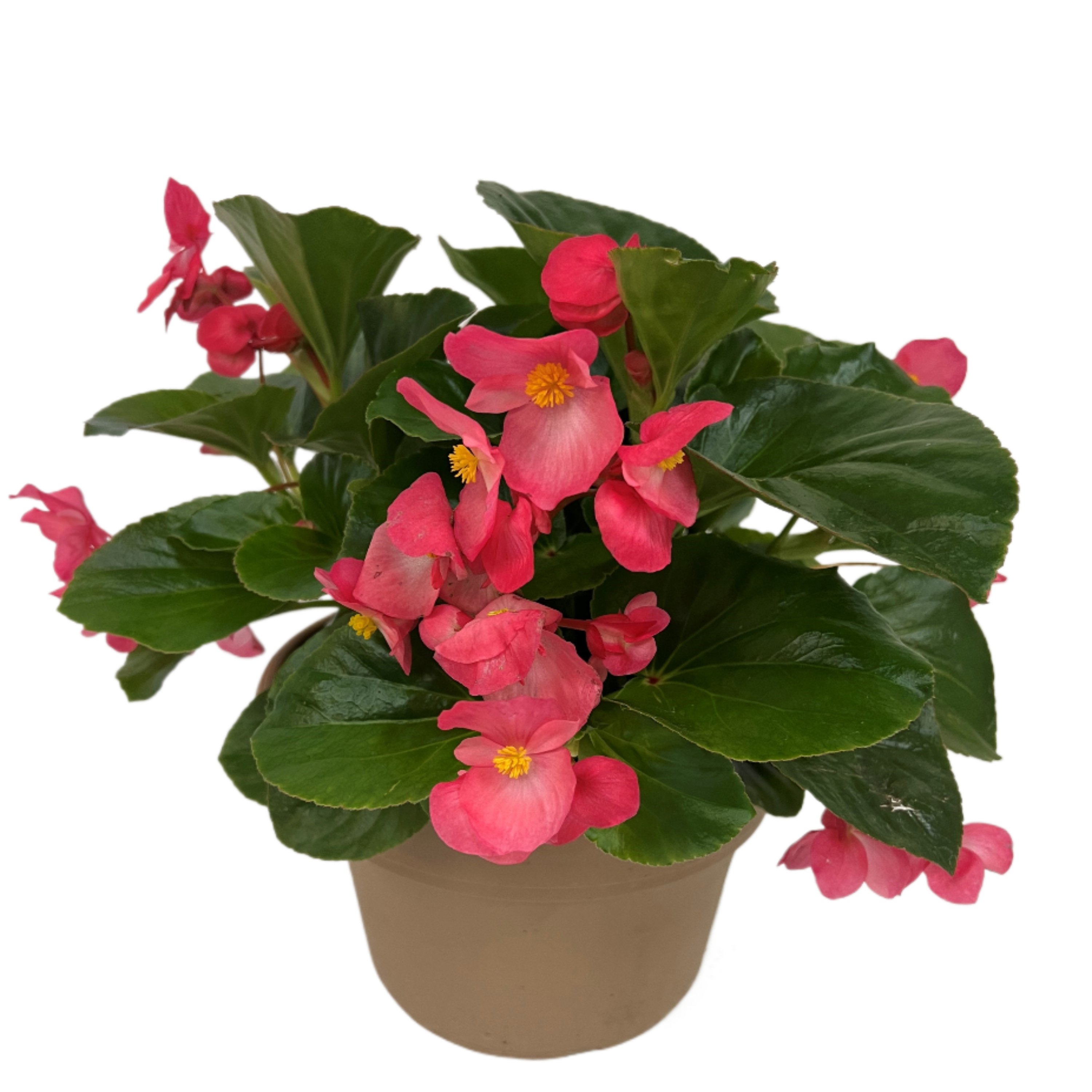 H-E-B Texas Roots Whopper Begonia - Pink - Shop Potted plants at H-E-B