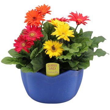 Spring Creek Growers Gerber Combo Mix with Bowl, 10"