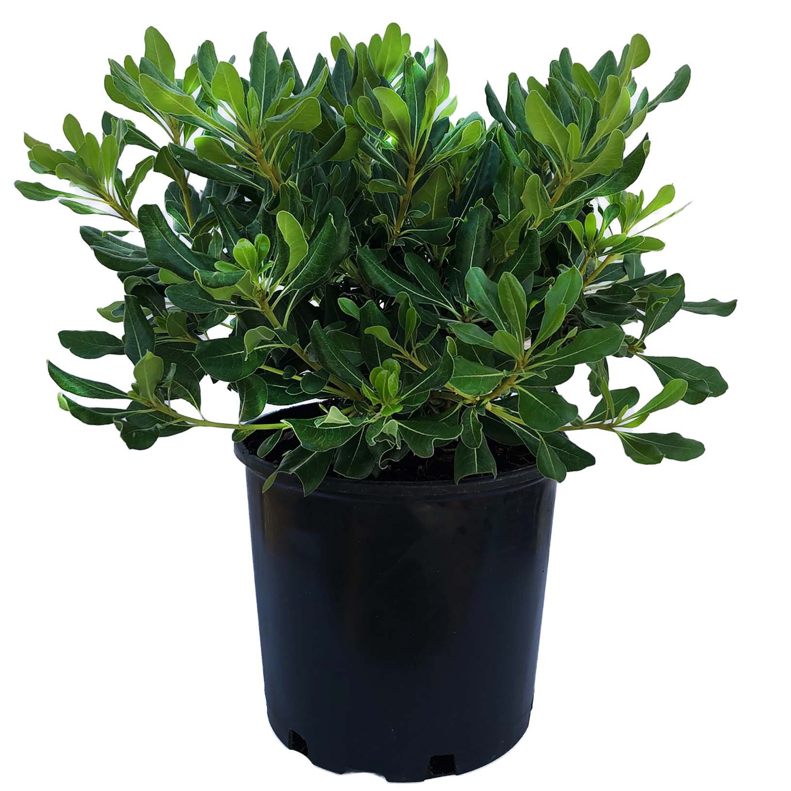 Greenleaf Nursery Potted Shrub - Shop Potted plants at H-E-B