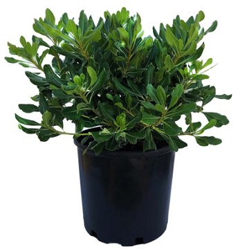 Greenleaf Nursery Potted Shrub, 3 gal