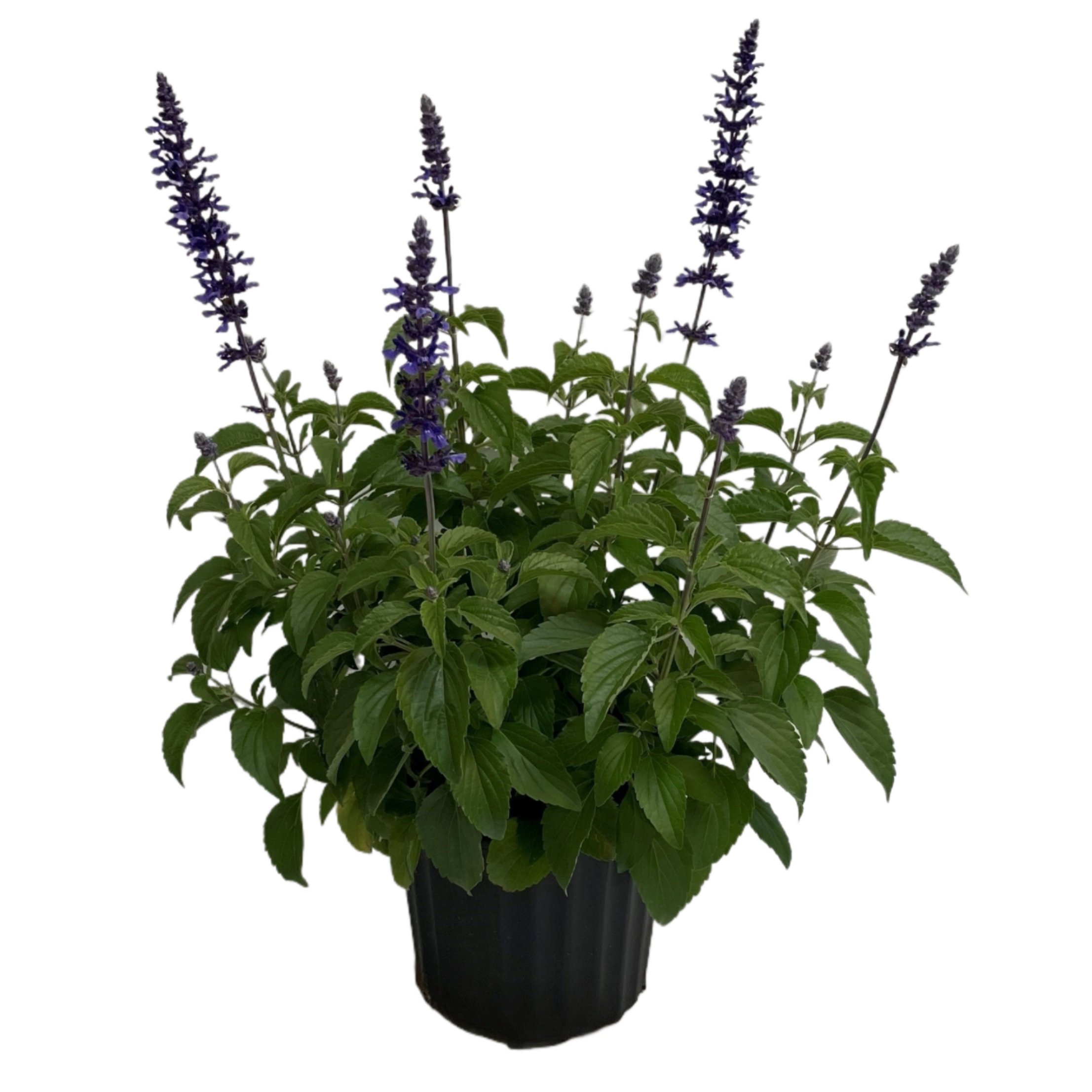 H-E-B Texas Roots Salvia - Shop Potted plants at H-E-B
