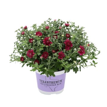 H-E-B Texas Roots Texanthemum Mum - Purple