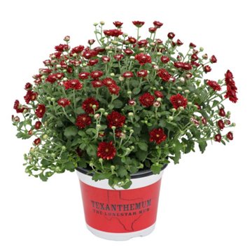 H-E-B Texas Roots Texanthemum Mum - Red