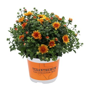 H-E-B Texas Roots Texanthemum Mum - Orange