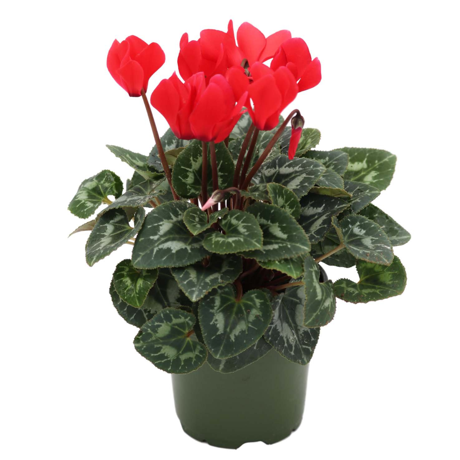 Fresh Cyclamen Red - Shop Potted Plants at H-E-B