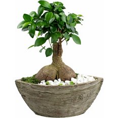 Aged Wood - Bonsai, ea | Central Market - Really Into Food