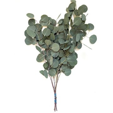 BLOOMS by H-E-B 3 Stem Silver Dollar Eucalyptus