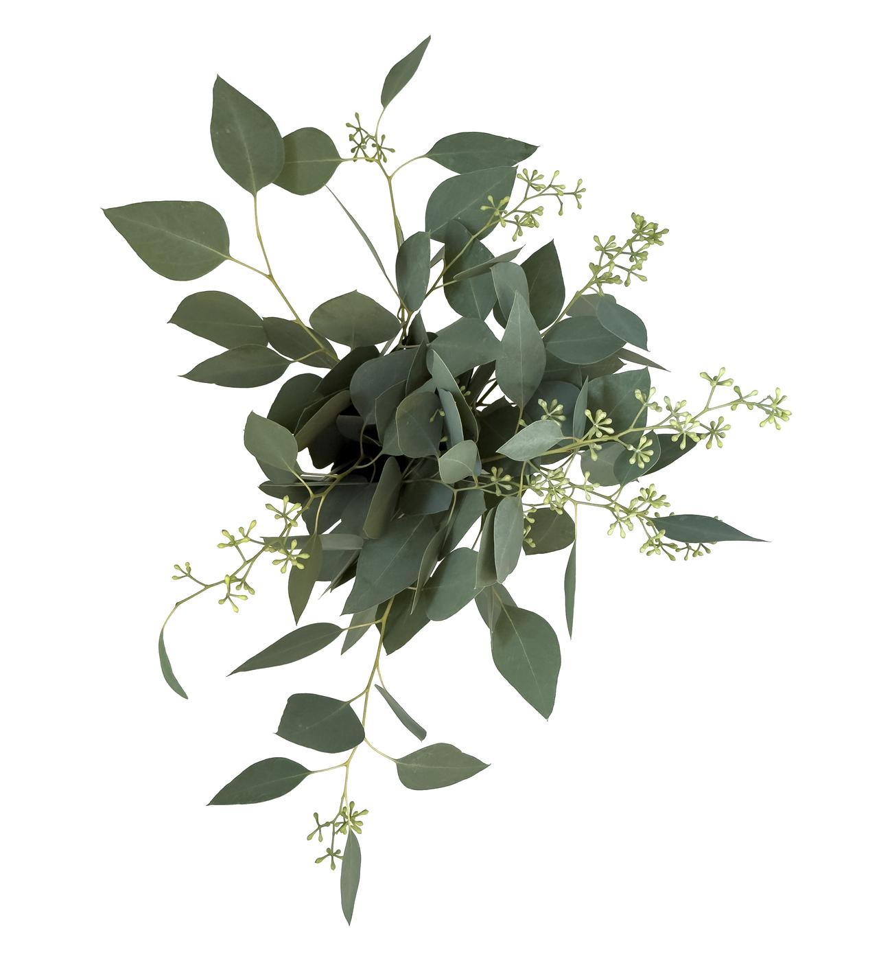 BLOOMS by H-E-B 3 Stem Seeded Eucalyptus ; image 1 of 2