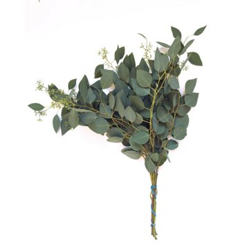 BLOOMS by H-E-B 3 Stem Seeded Eucalyptus 