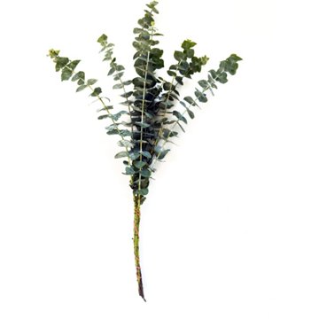 BLOOMS by H-E-B 3 Stem Baby Blue Eucalyptus