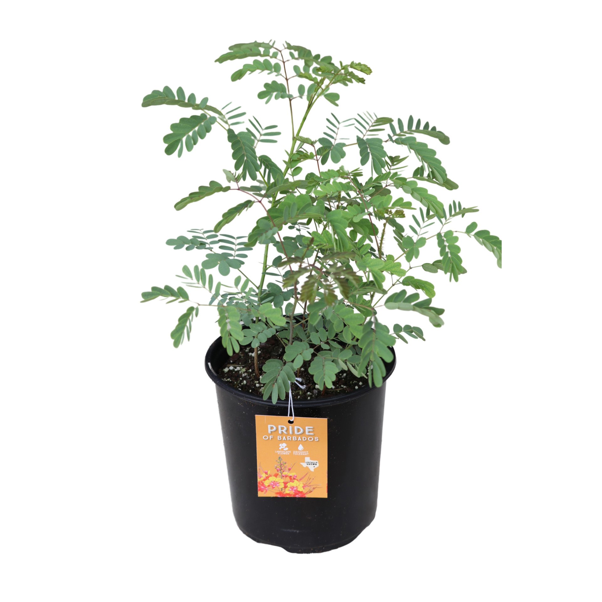 Spring Creek Growers Pride Of Barbados Shop Potted plants at HEB