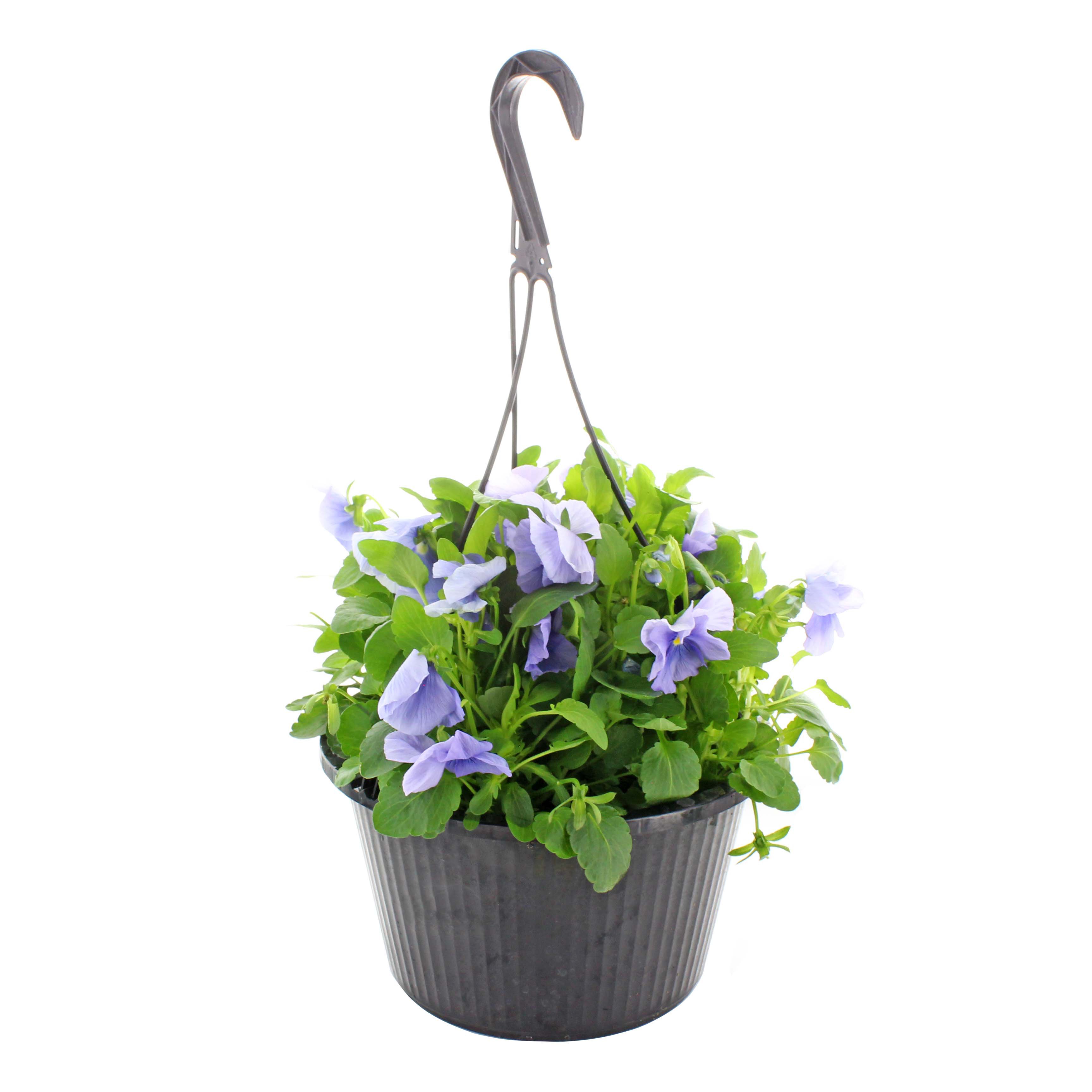 Fresh Pansies In Hanging Baskets, Assorted Shop Potted Plants at HEB