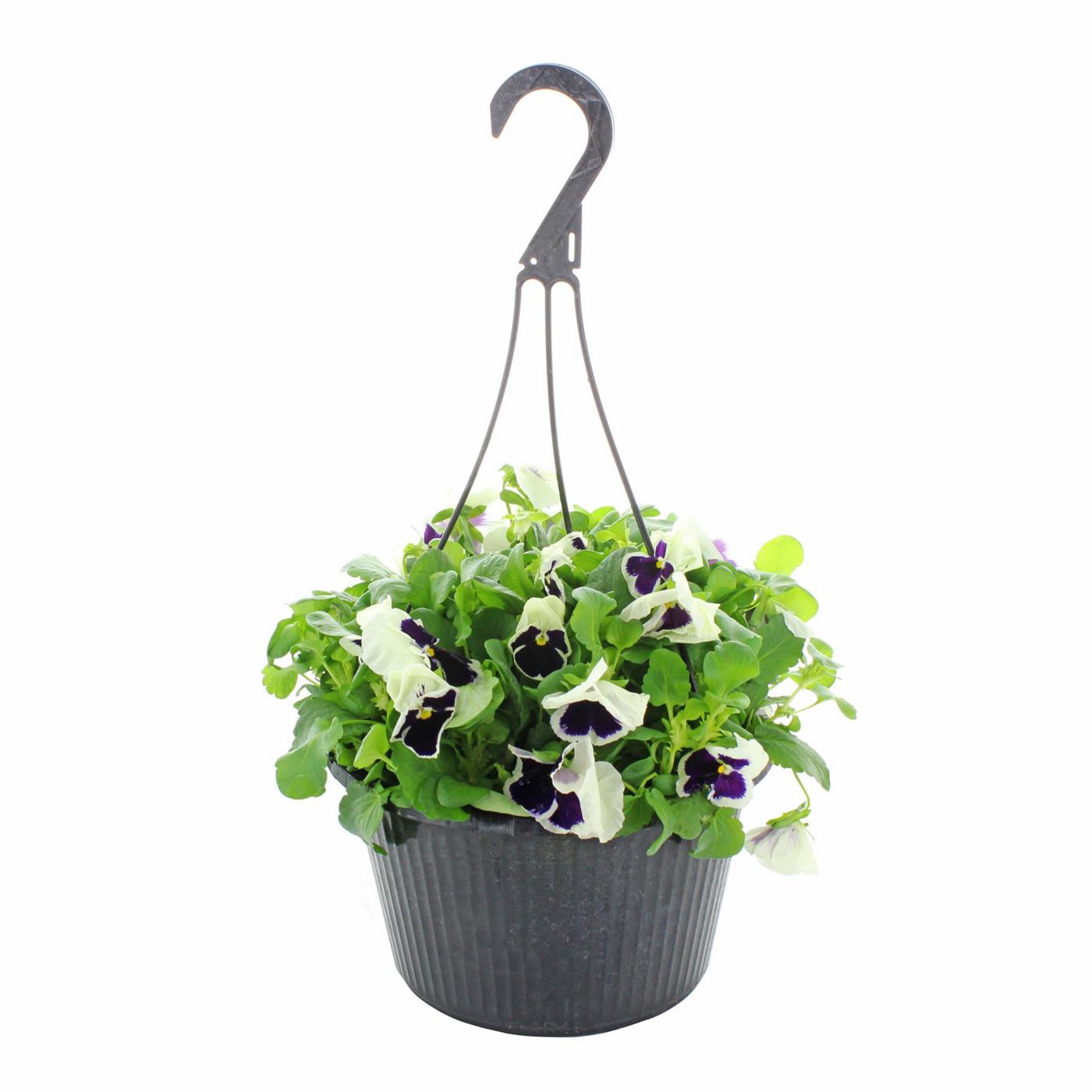 Fresh Pansies In Hanging Baskets, Assorted; image 3 of 3