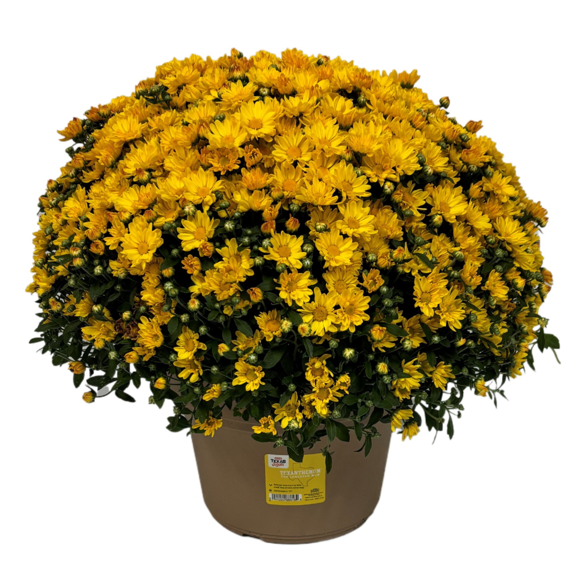 Fresh Texanthemum Yellow Mum Shop Potted Plants at HEB