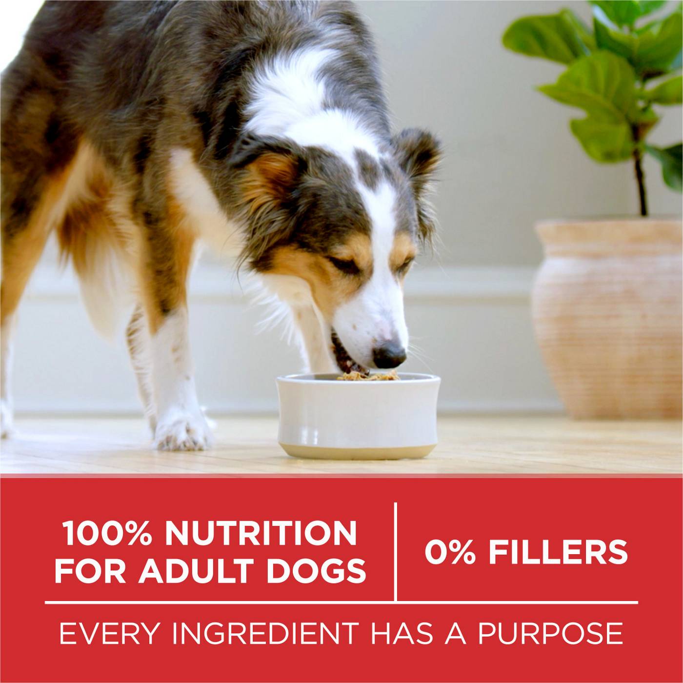 Purina ONE Dry Dog Food - Chicken and Rice Formula; image 4 of 7