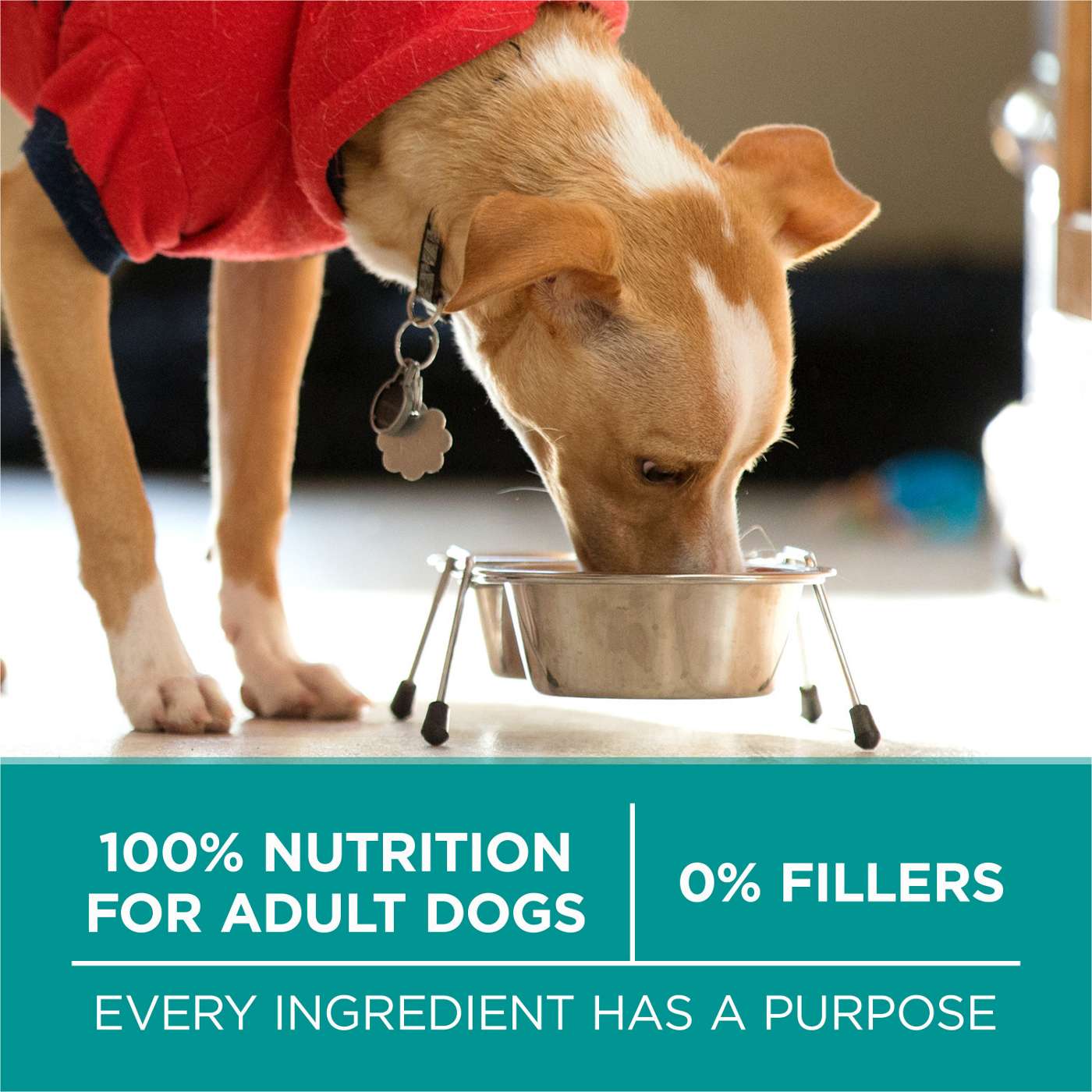 Purina ONE Purina One Plus Digestive Health Formula Dry Dog Food Natural with Added Vitamins, Minerals and Nutrients; image 3 of 7