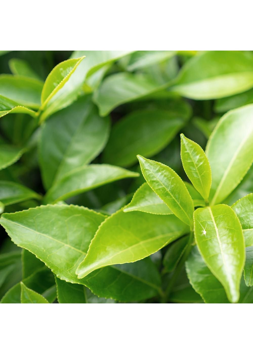 Herbal Essences Clarifying  Tea Tree Shampoo; image 6 of 10