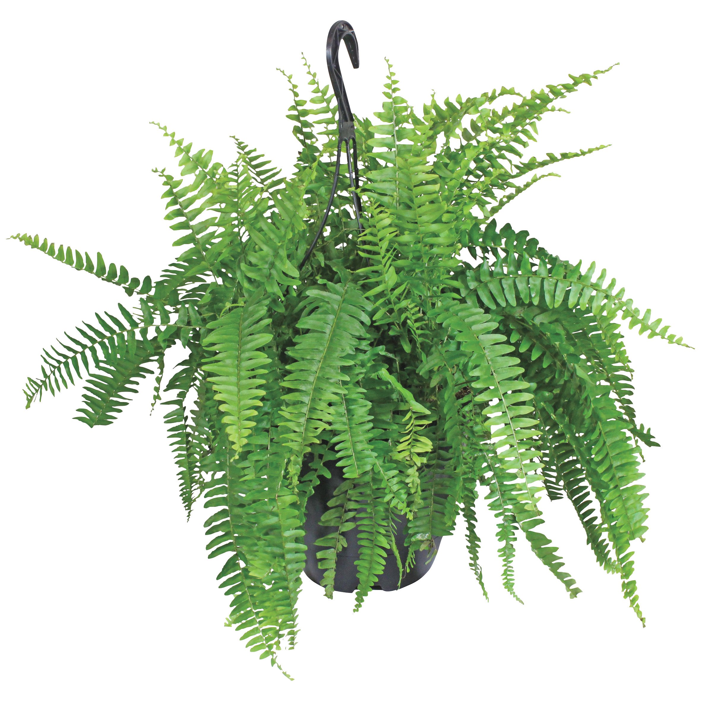 HEB Texas Backyard Boston Fern Hanging Basket Shop Potted plants at
