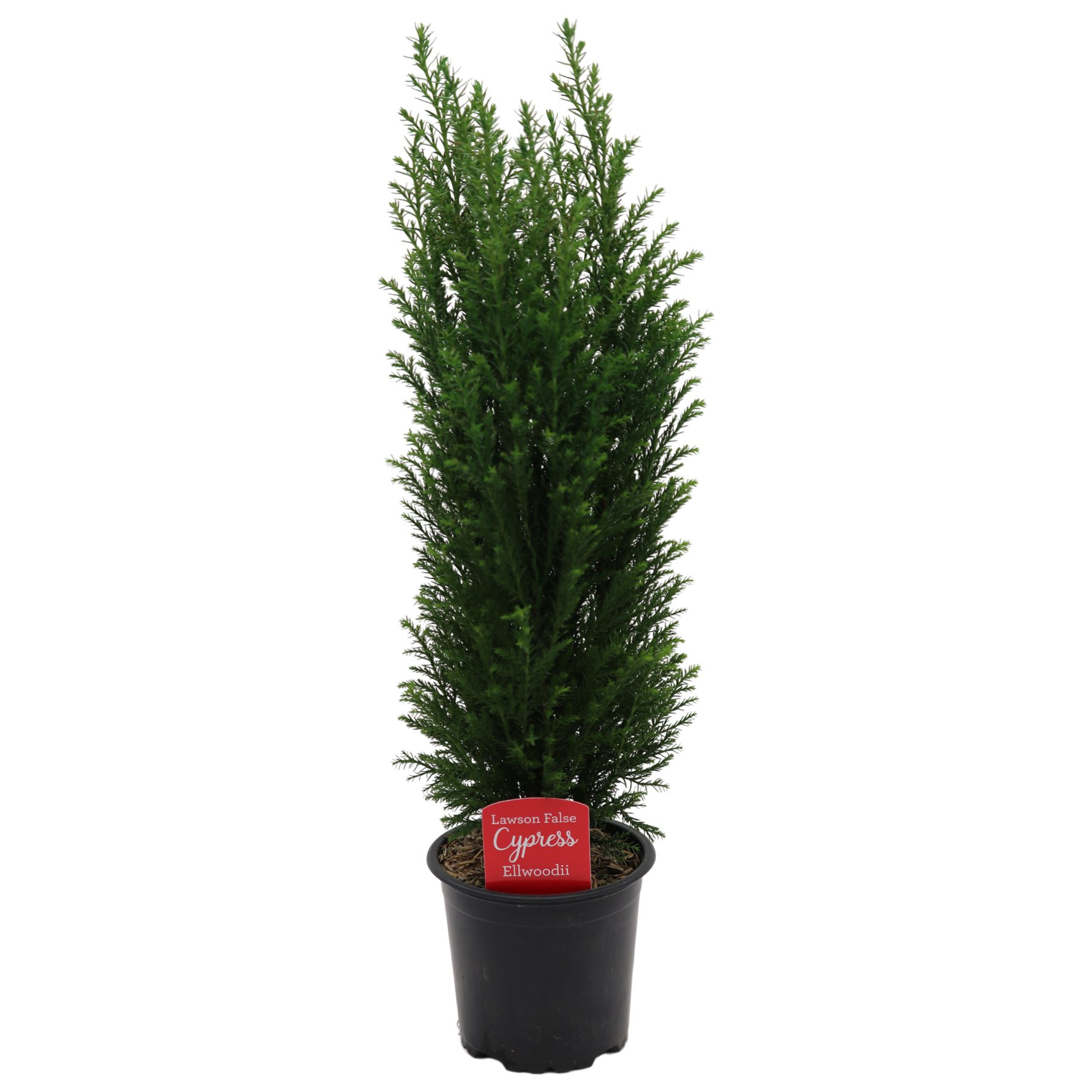 Texas Backyard False Cypress Ellwoodii - Shop Potted Plants at H-E-B